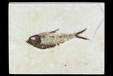 Fossil Fish Plate (Diplomystus) - Wyoming #111263-1